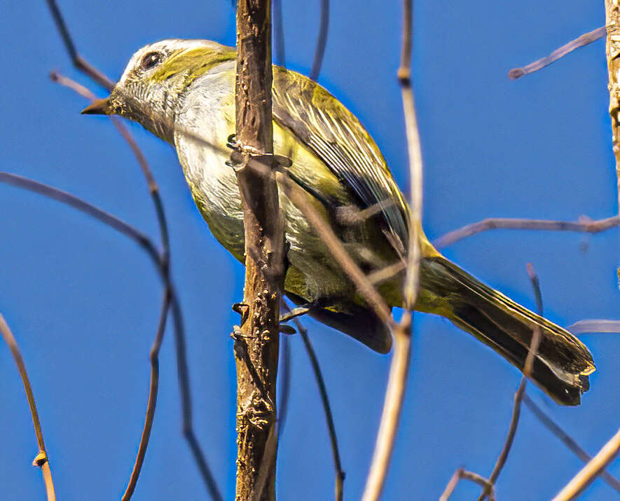 Image of Guatemalan Tyrannulet