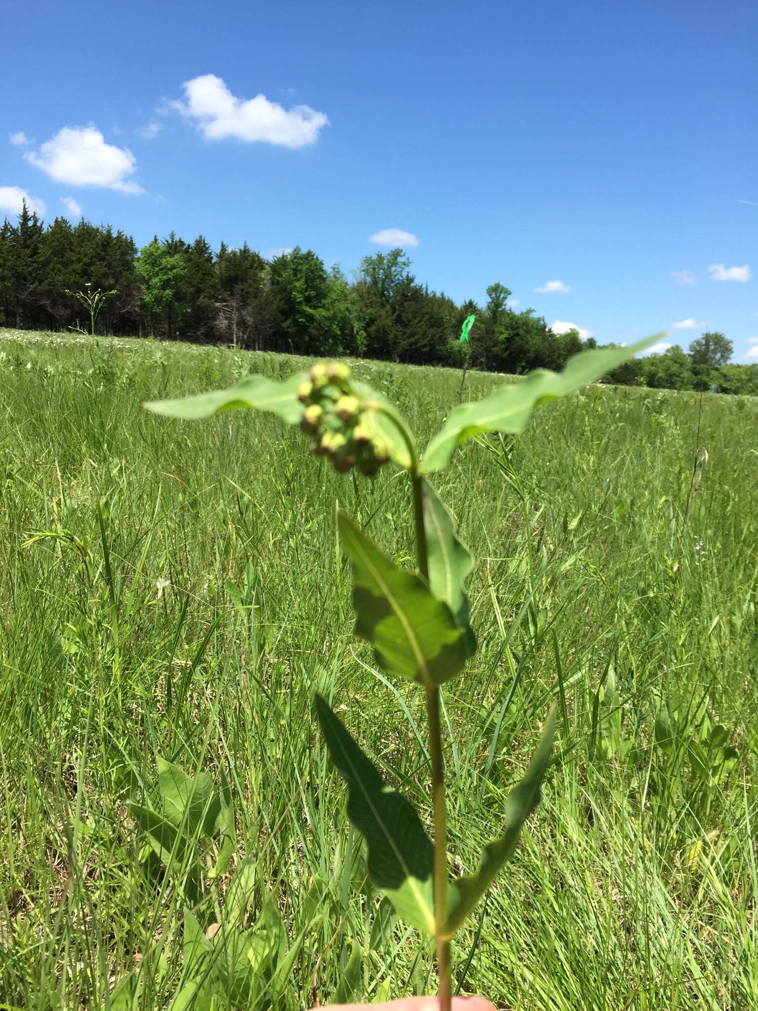 Image de Asclepias meadii Torr. ex A. Gray