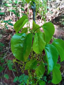 Image of Tinospora uviforme (Baill.) Troupin