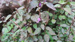 Hypoestes phyllostachya Baker resmi