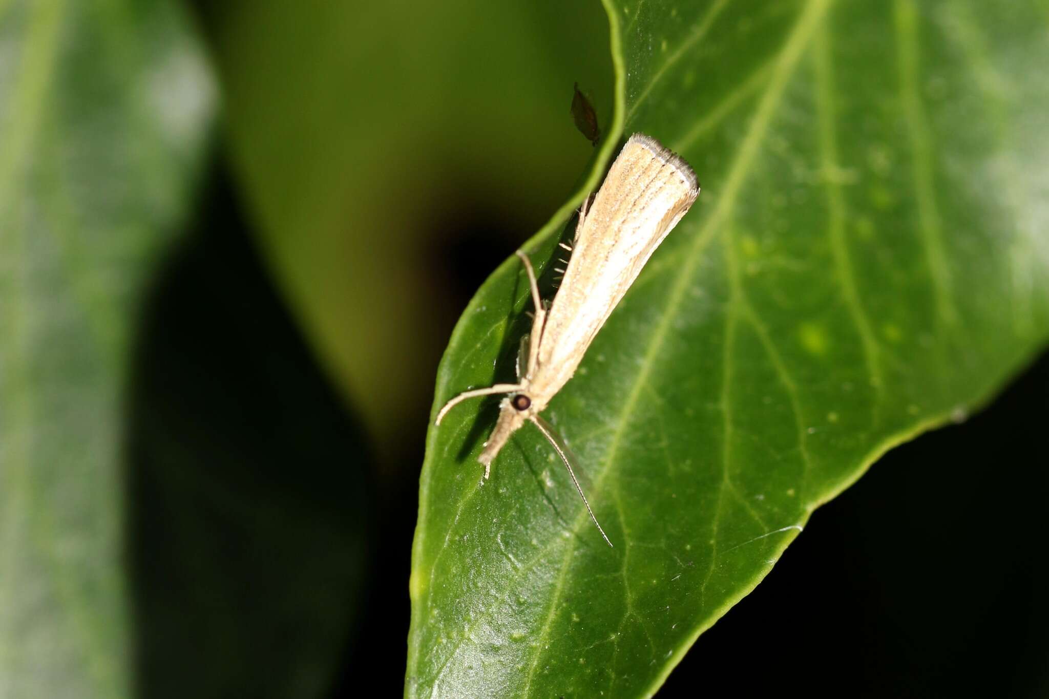 صورة Agriphila straminella