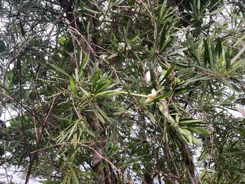 Brunfelsia densifolia Krug & Urb. resmi