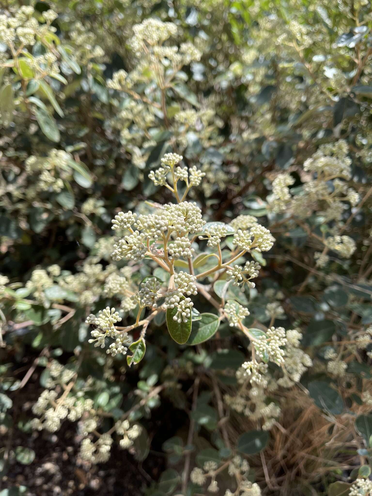 Image of Pomaderris pilifera N. A. Wakefield