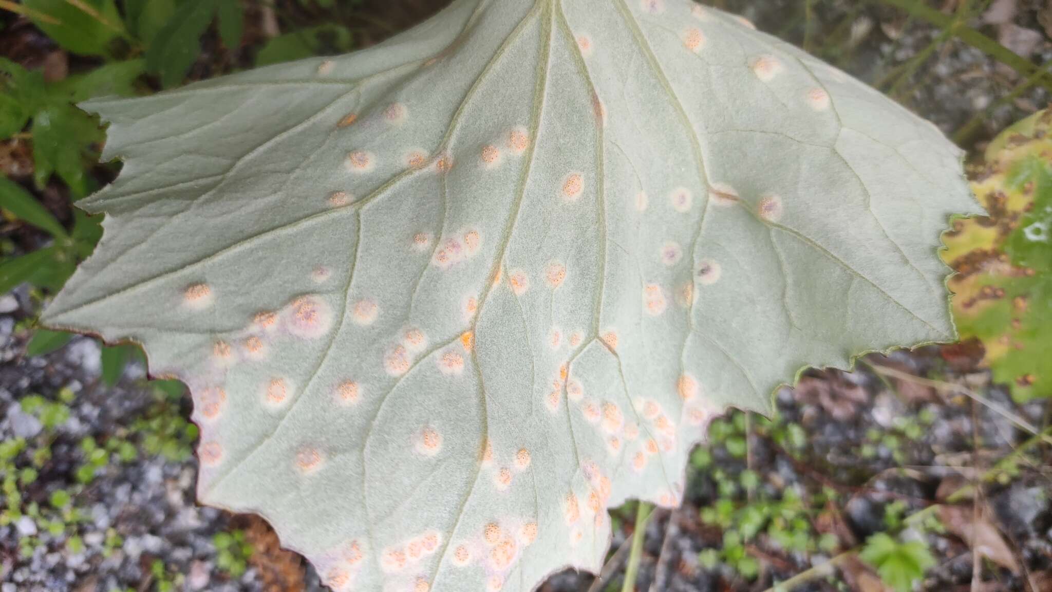 Imagem de Puccinia poarum Nielsen 1877