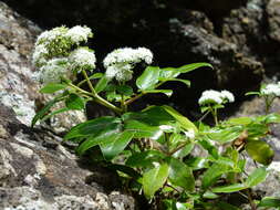 Scandia rosifolia (Hook.) J. W. Dawson resmi