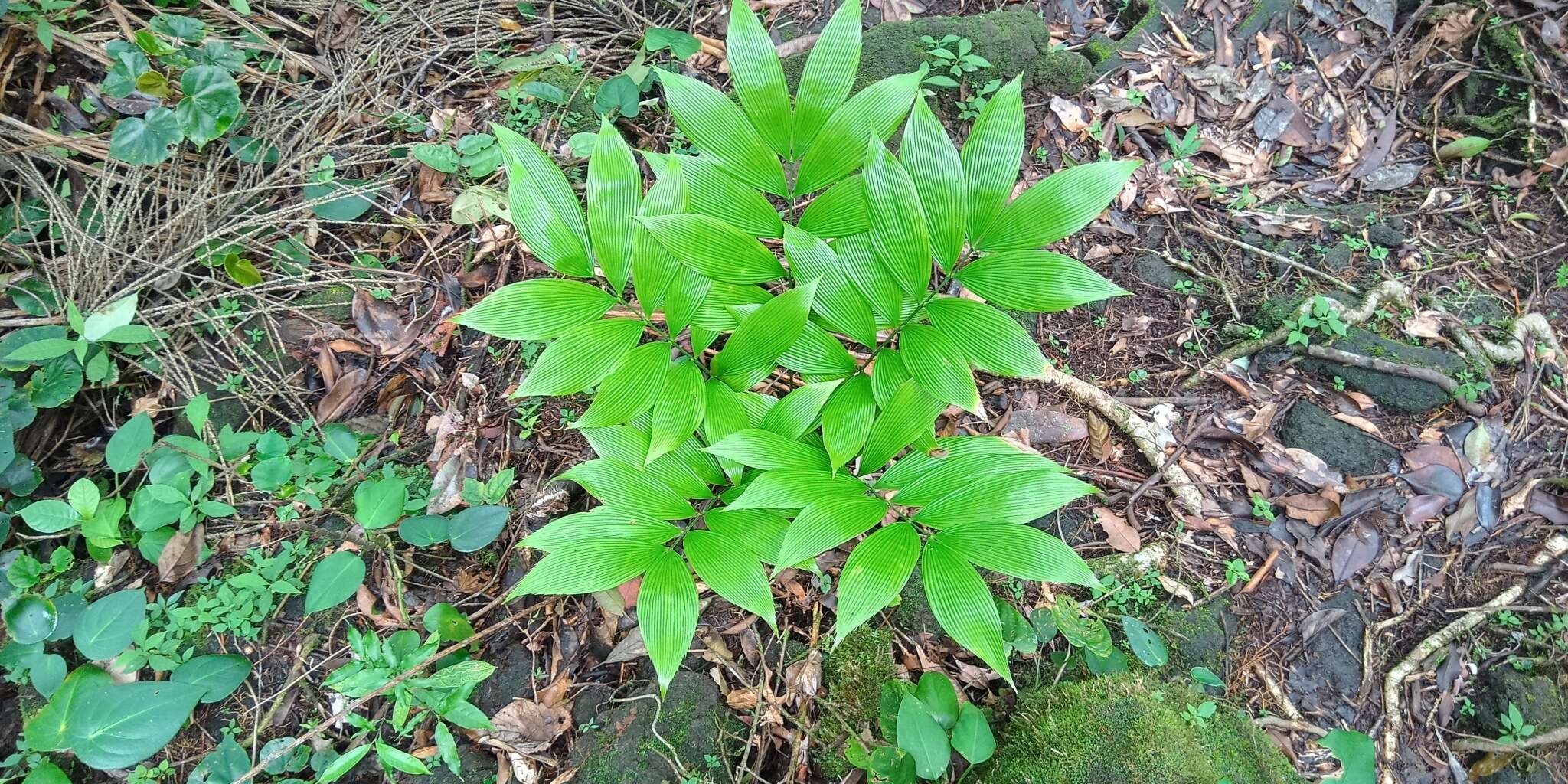 Image de Zamia neurophyllidia D. W. Stev.