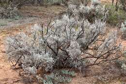 Plancia ëd Maireana sedifolia (F. Müll.) P. G. Wilson