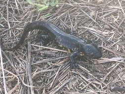 Image of Eastern Tiger Salamander