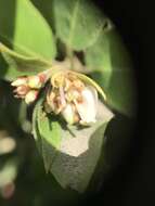 Image of woollyleaf manzanita