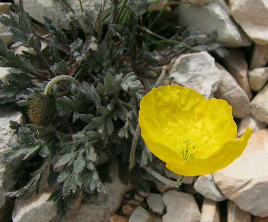 Imagem de Papaver aurantiacum Loisel.