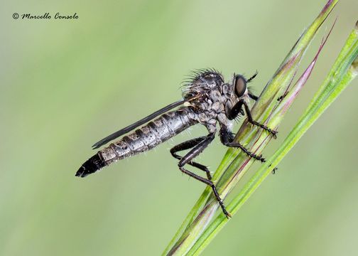 Image of <i>Dysmachus fuscipennis</i>