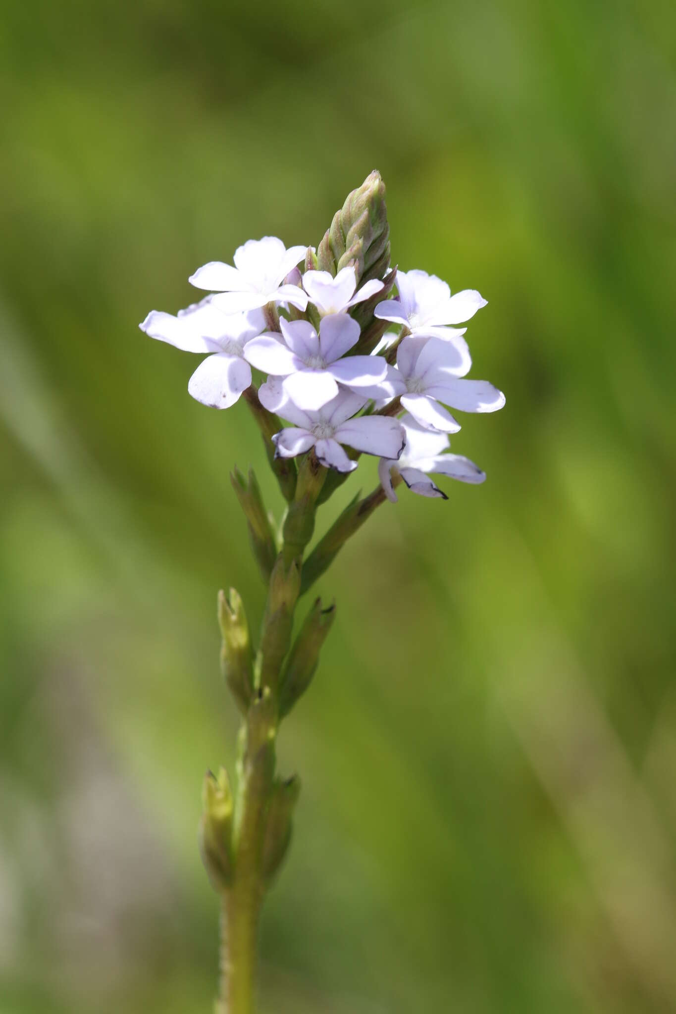 Image of Buchnera simplex (Thunb.) Druce