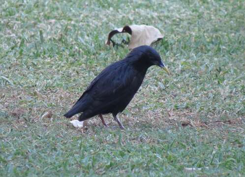 Image of Spotless Starling