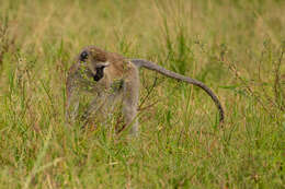 Image of Reddish-green Vervet Monkey