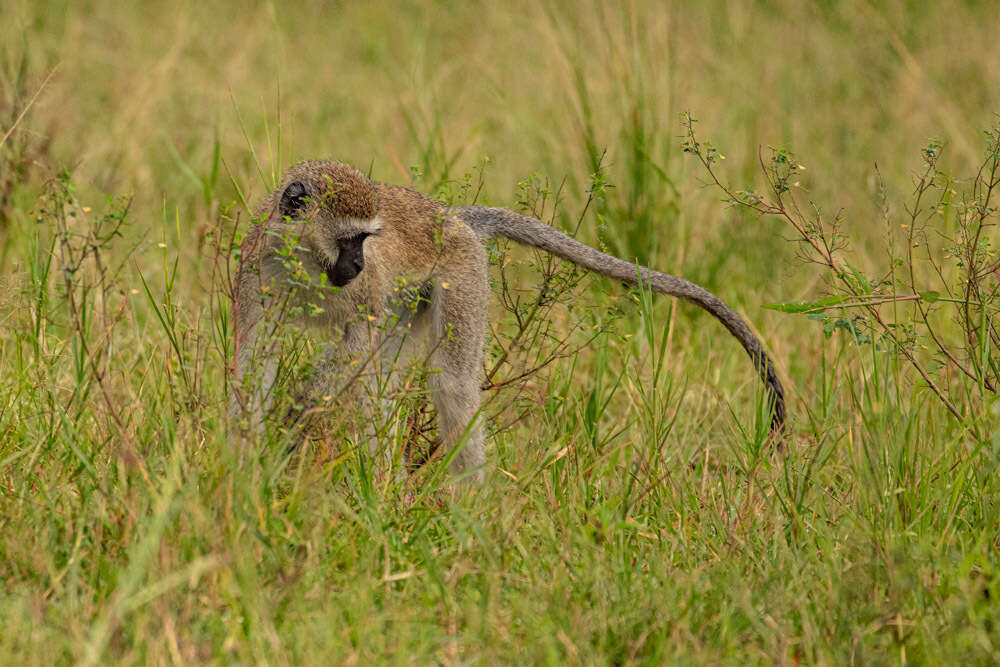 Image of Reddish-green Vervet Monkey