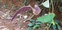 Image de Aristolochia ringens Vahl