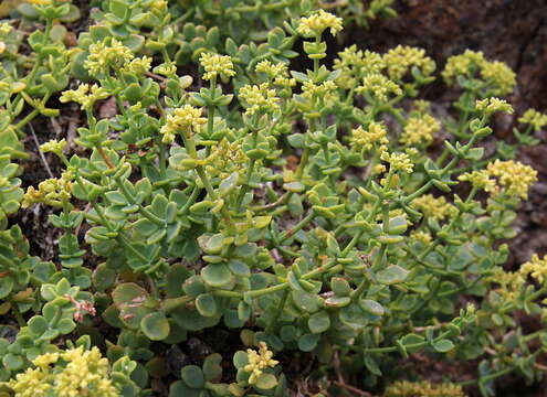 Plancia ëd Polycarpaea carnosa C. Sm.