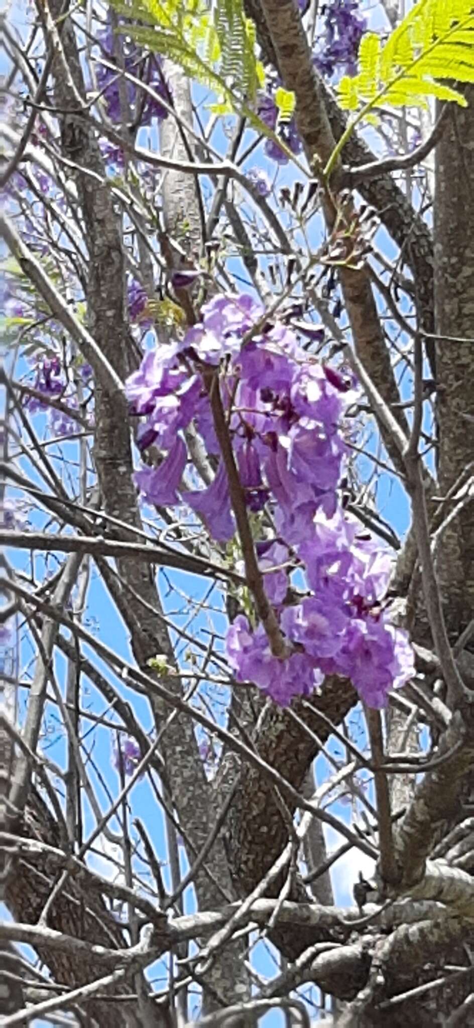 Plancia ëd Jacaranda caucana Pittier