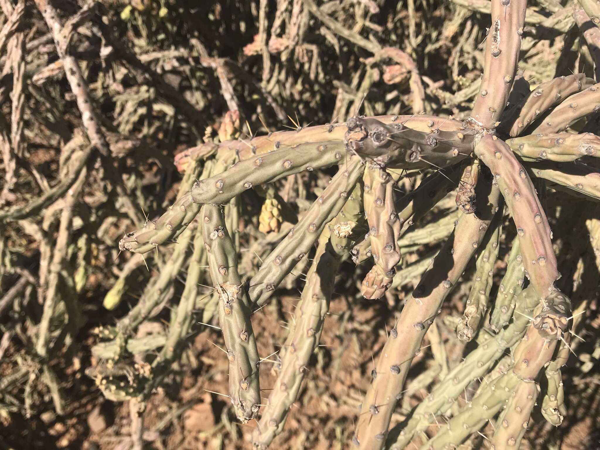 Image of cholla