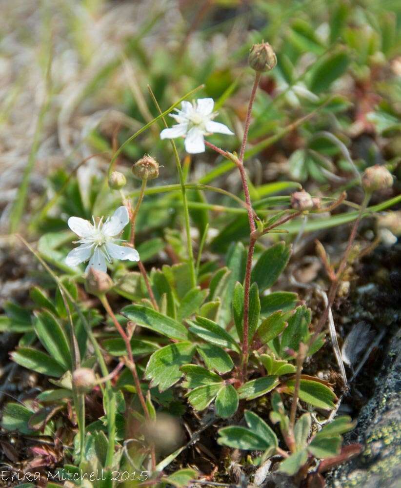 Image de Sibbaldia tridentata (Aiton) Paule & Soják