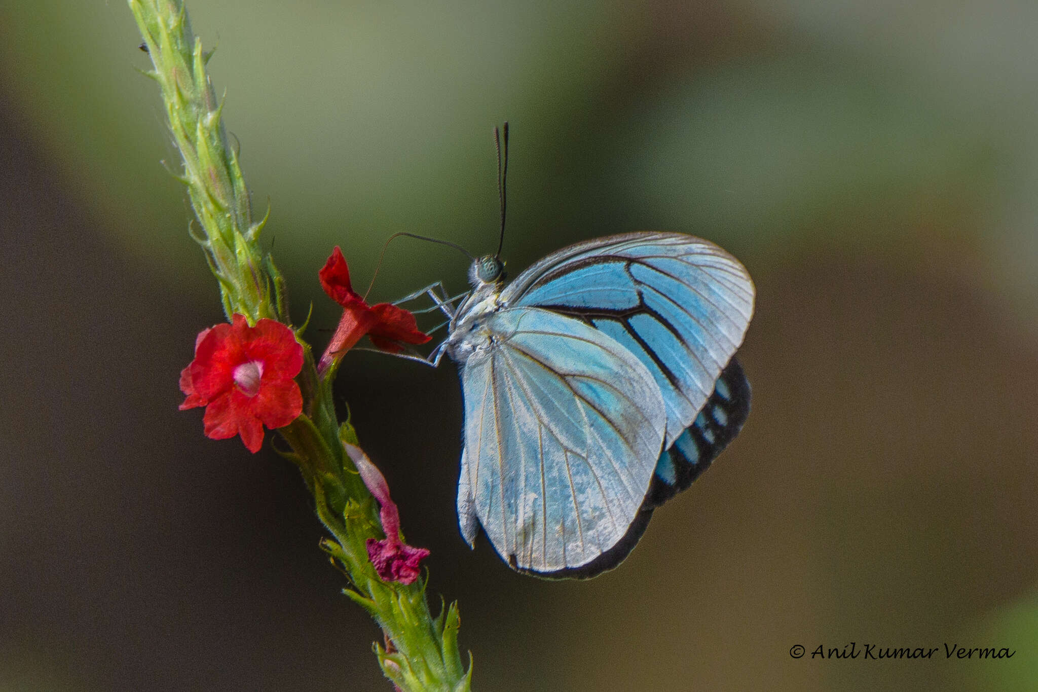 Imagem de <i>Pareronia hippia</i>