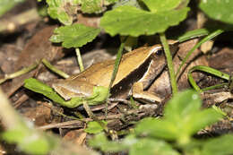 Imagem de Physalaemus olfersii (Lichtenstein & Martens 1856)