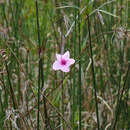 Image of Rhabdadenia ragonesei R. E. Woodson