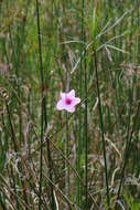 Image of Rhabdadenia ragonesei R. E. Woodson