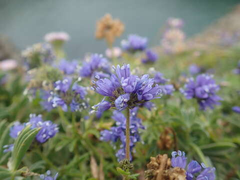 Image of Pacific gilia