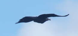 Image of Marquesan Imperial Pigeon