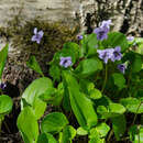 Sivun Viola ruprechtiana Borb. kuva