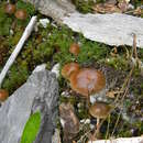 Image of Psilocybe caeruleoannulata Singer ex Guzmán 1978