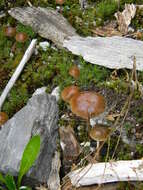 Image of Psilocybe caeruleoannulata Singer ex Guzmán 1978