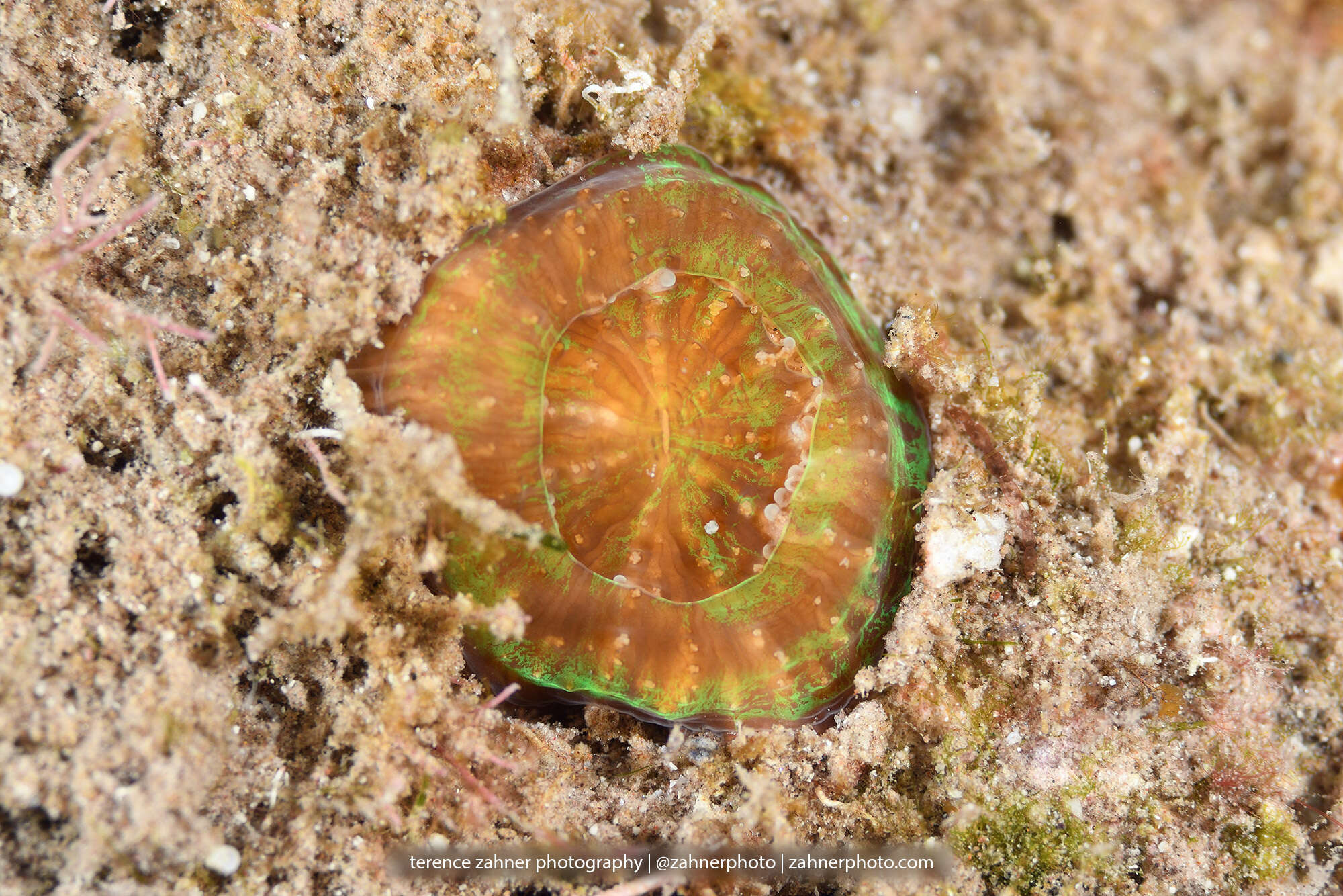 Image of Artichoke Coral