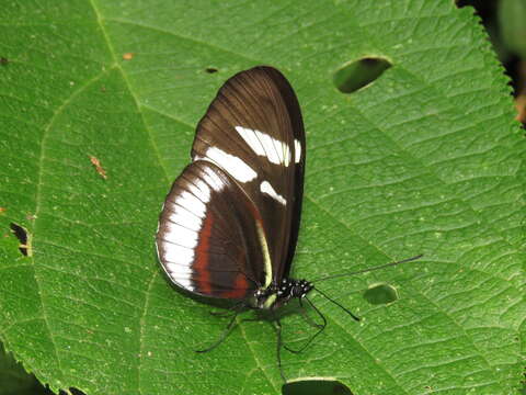 Image of Heliconius cydno cydnides Staudinger (1885)