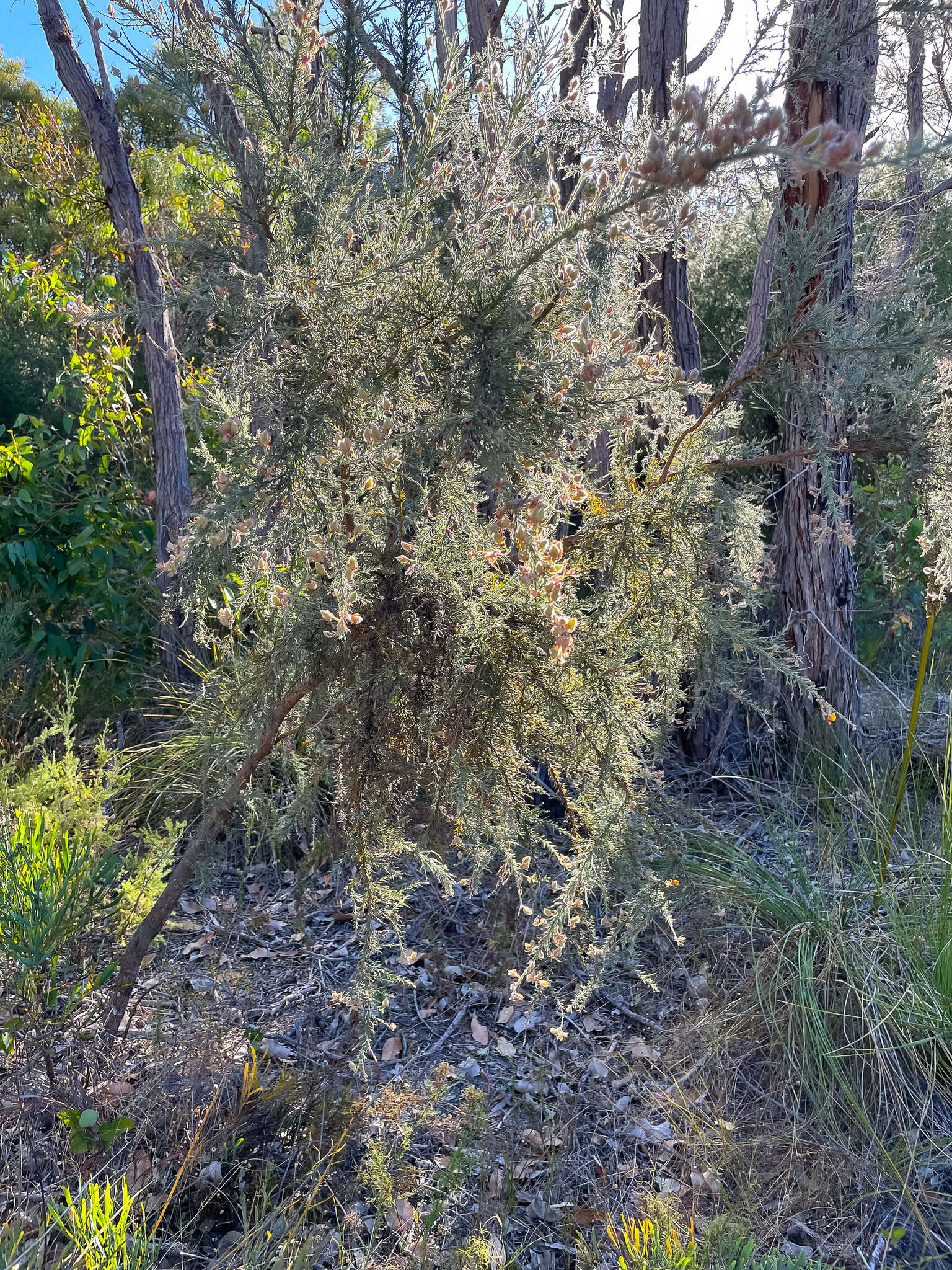 Слика од Jacksonia furcellata (Bonpl.) DC.