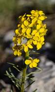 Image of sanddune wallflower