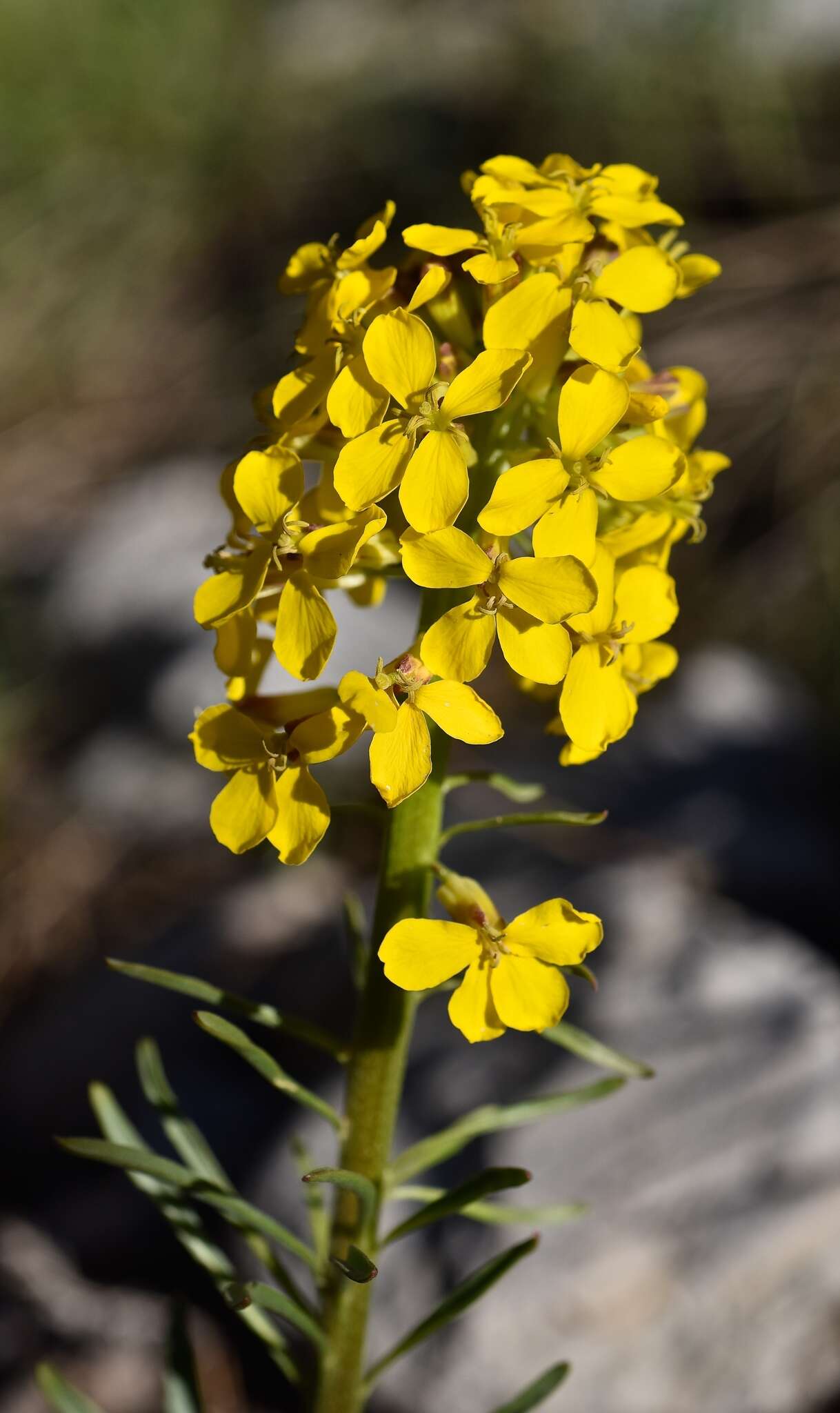 Image of sanddune wallflower