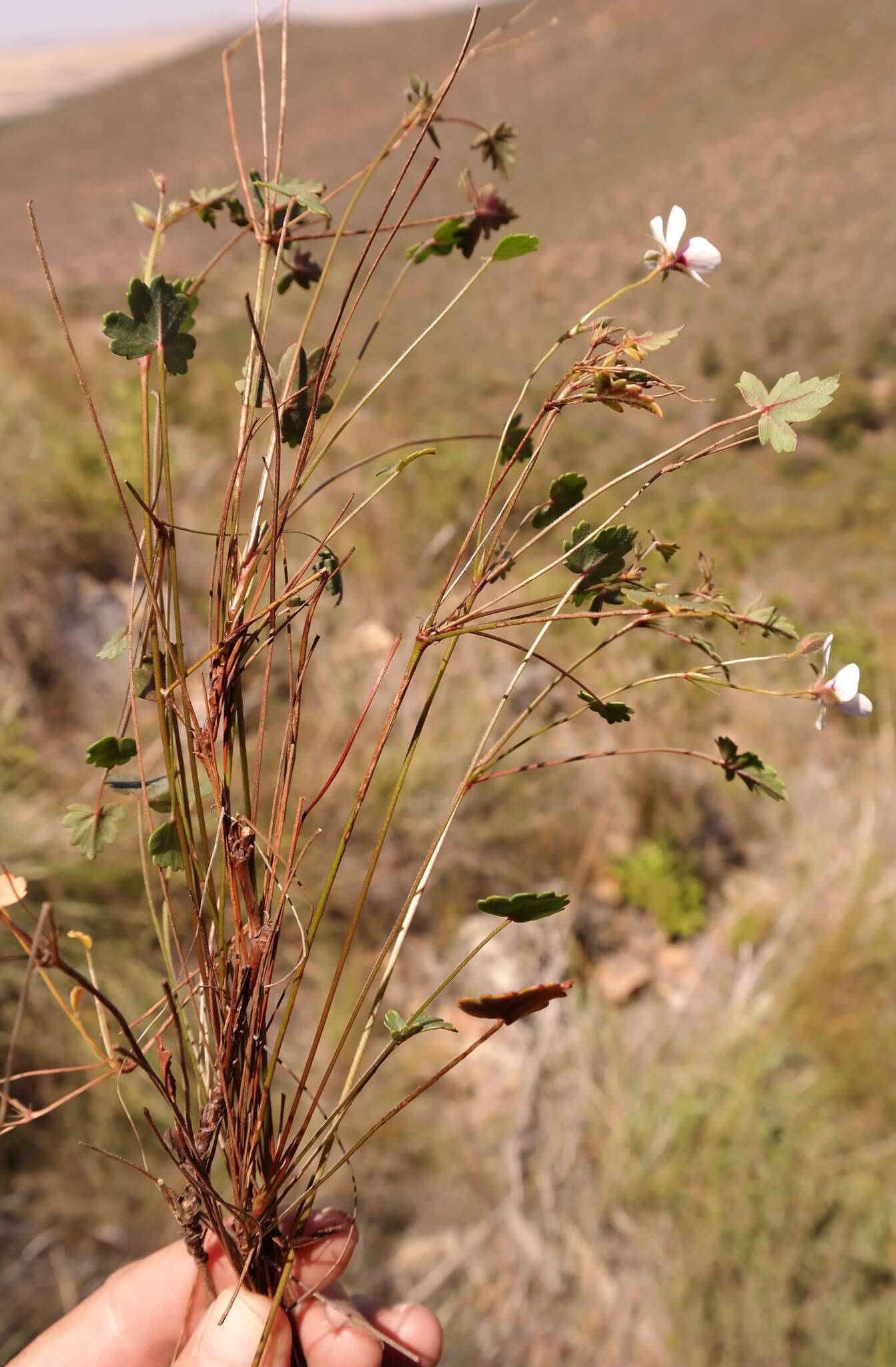 Image of Pelargonium setulosum Turcz.