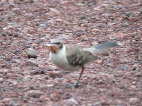 Image of Galapagos Mockingbird