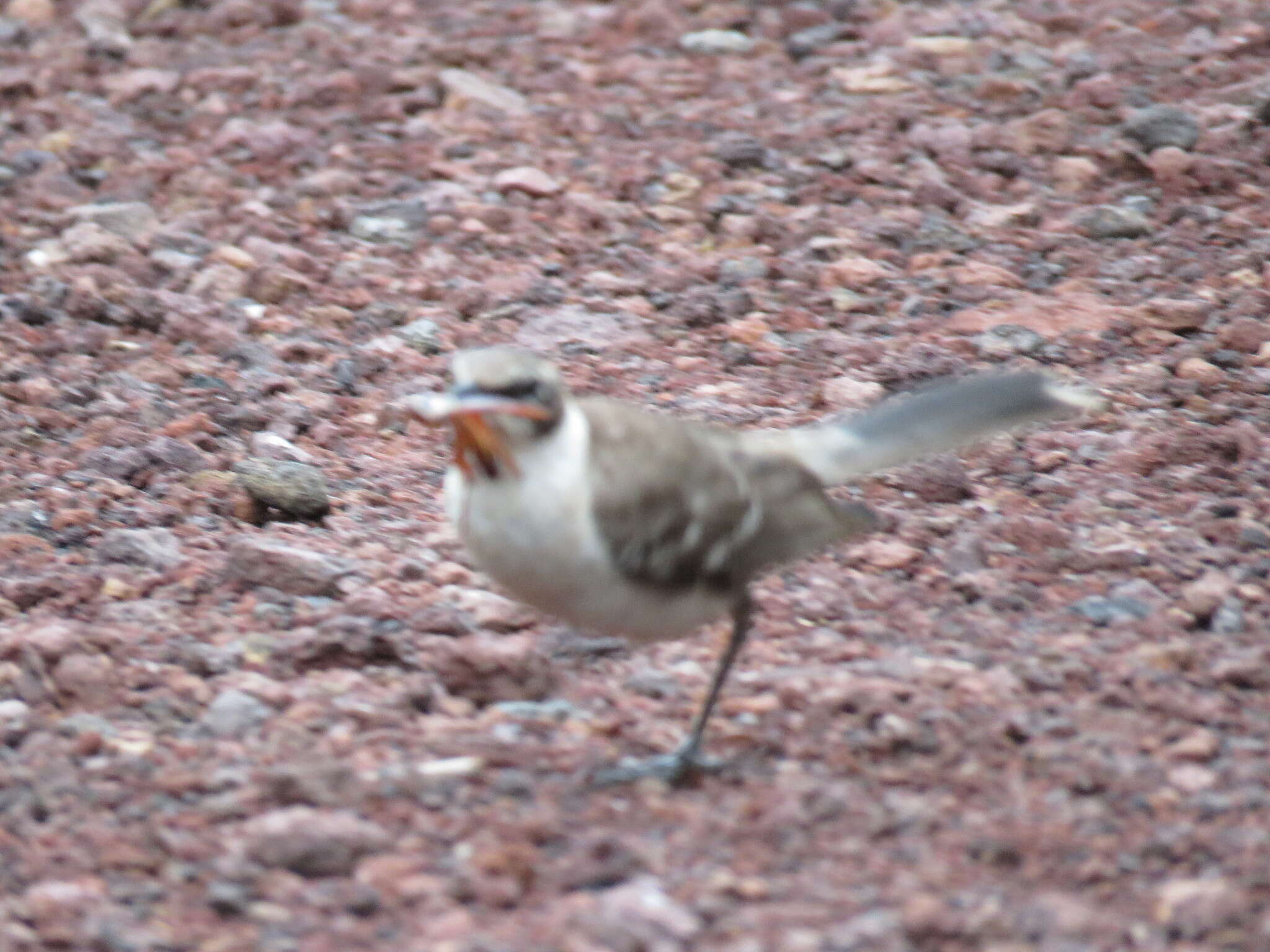 Image of Galapagos Mockingbird