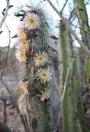 Image of senita cactus