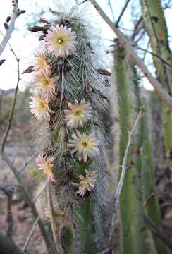 Image of senita cactus