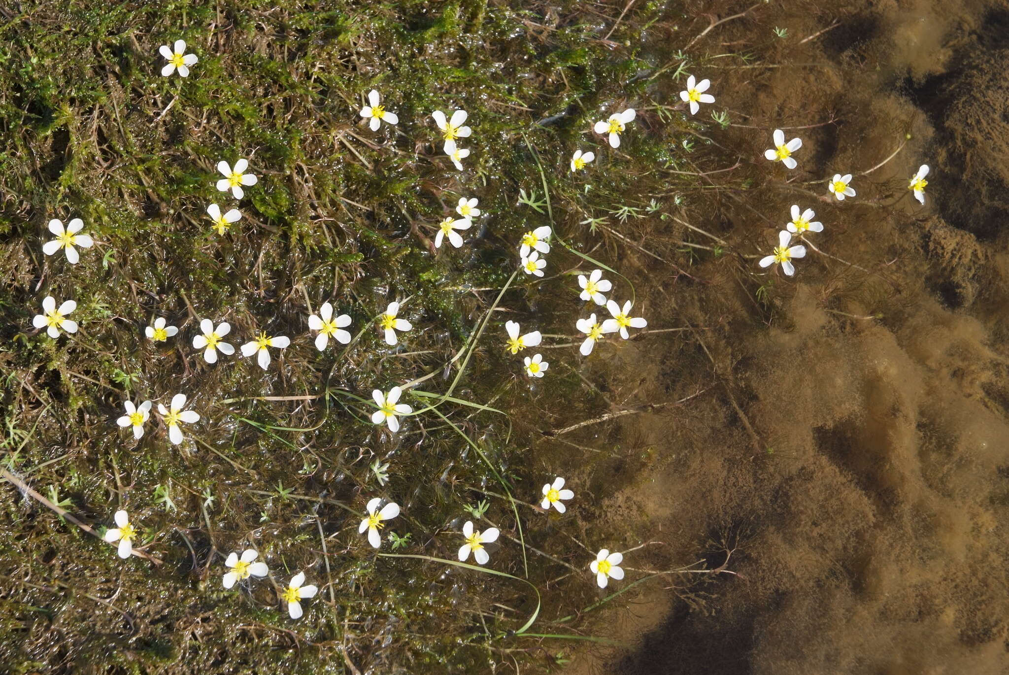 Image of Panarctic Water-Crowfoot