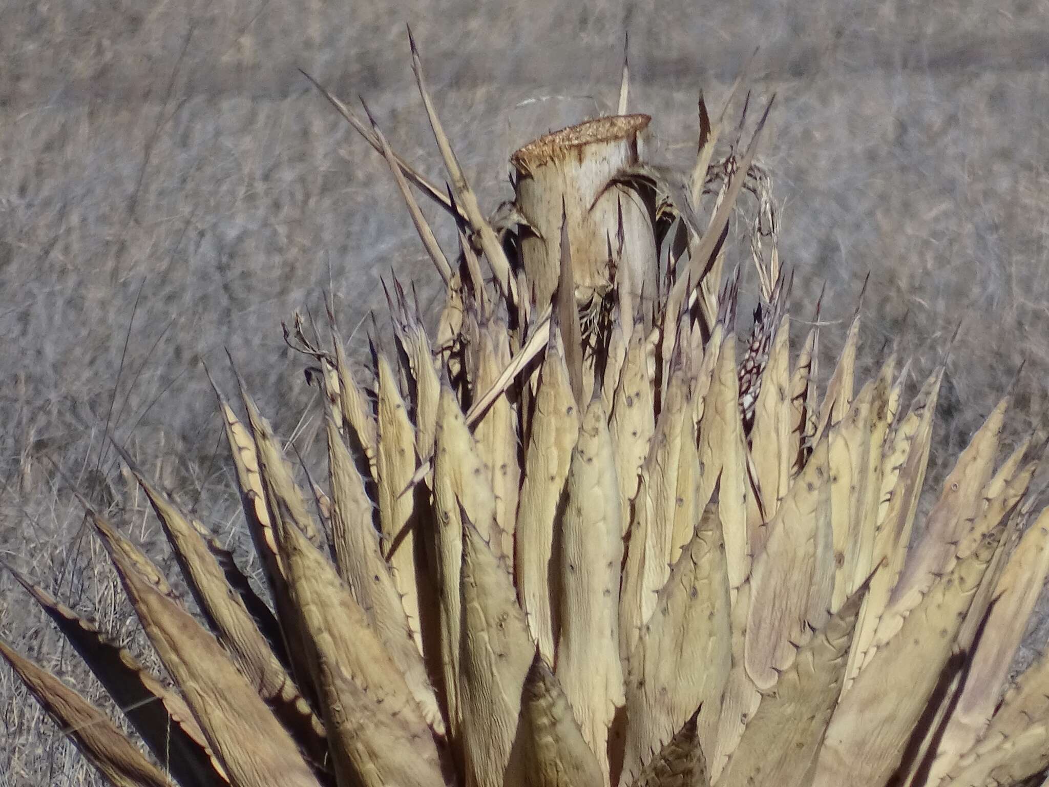 Image de Agave parryi subsp. neomexicana (Wooton & Standl.) B. Ullrich