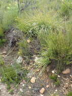 Image of Bobartia paniculata G. J. Lewis