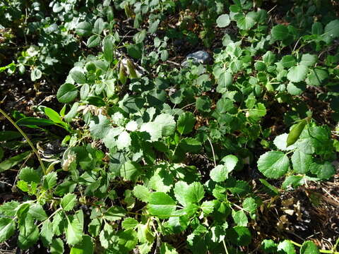 Image of Ononis rotundifolia L.