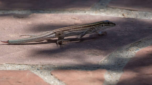 Image of Plateau Striped Whiptail