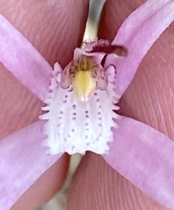 Image of Pink candy orchid