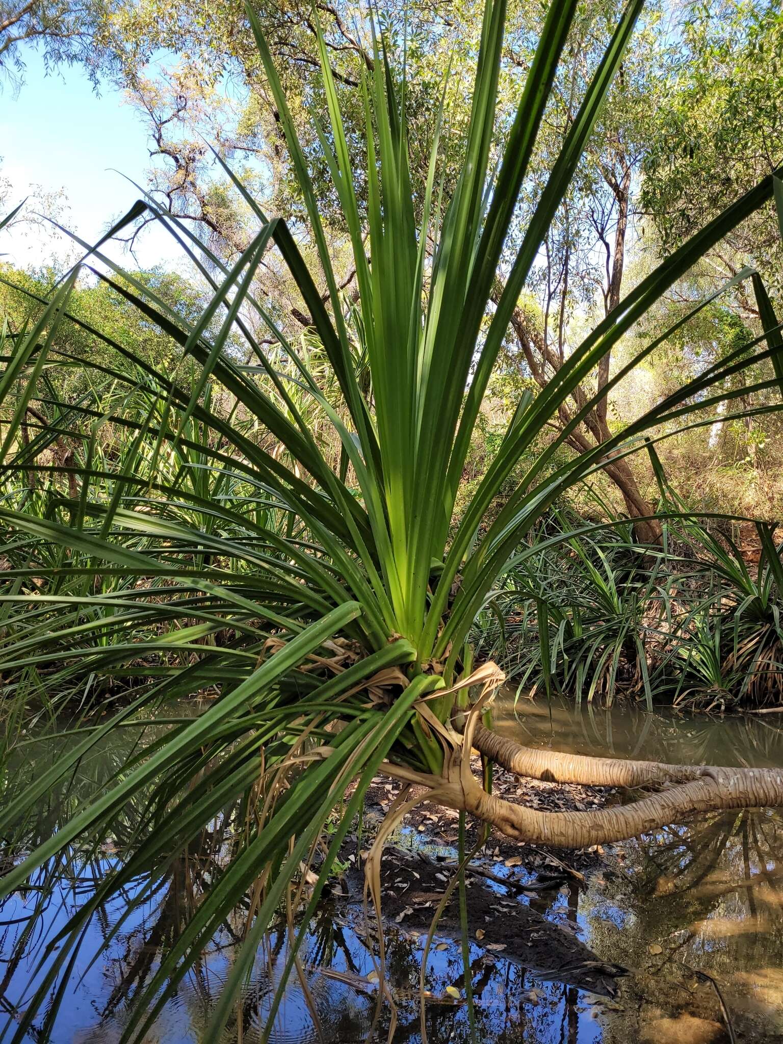 Image of Pandanus aquaticus F. Muell.